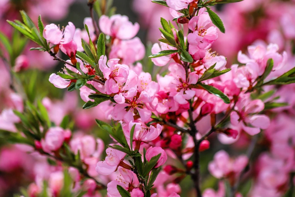 Dwarf Russian Almond Seeds - Prunus Tenella Rose Red Fragrant Shrub - 5 Seeds - Image 12