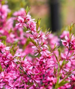 Dwarf Russian Almond Seeds - Prunus Tenella Rose Red Fragrant Shrub - 5 Seeds - Image 13