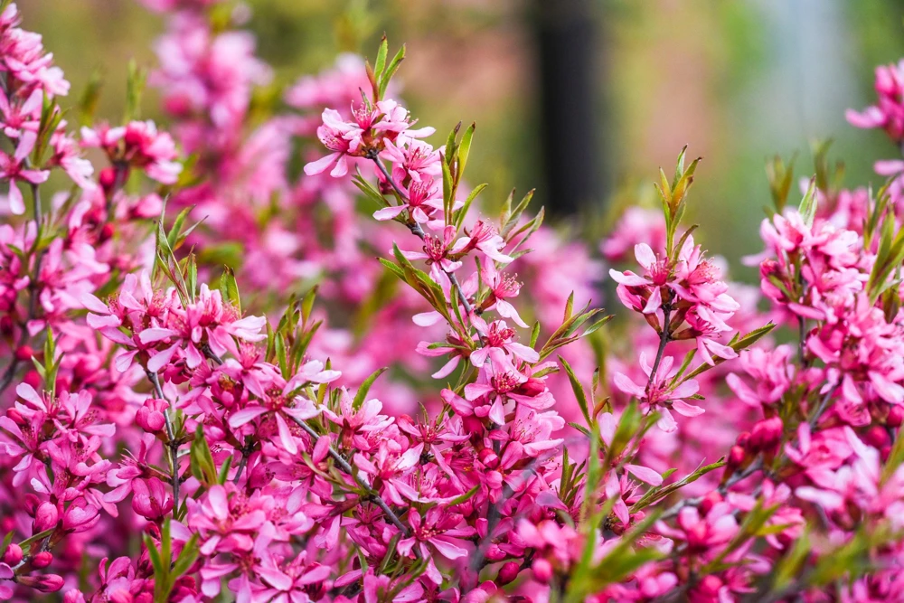 Dwarf Russian Almond Seeds - Prunus Tenella Rose Red Fragrant Shrub - 5 Seeds - Image 13