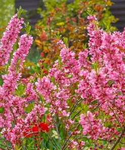 Dwarf Russian Almond Seeds - Prunus Tenella Rose Red Fragrant Shrub - 5 Seeds - Image 2
