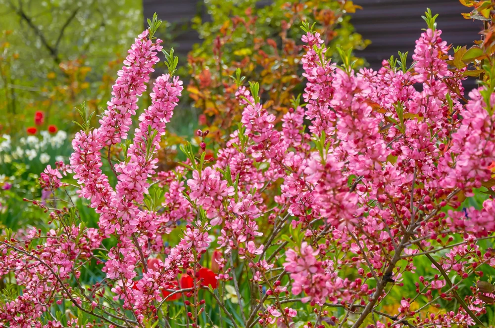 Dwarf Russian Almond Seeds - Prunus Tenella Rose Red Fragrant Shrub - 5 Seeds - Image 2