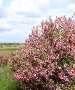 Dwarf Russian Almond Seeds - Prunus Tenella Rose Red Fragrant Shrub - 5 Seeds - Image 3
