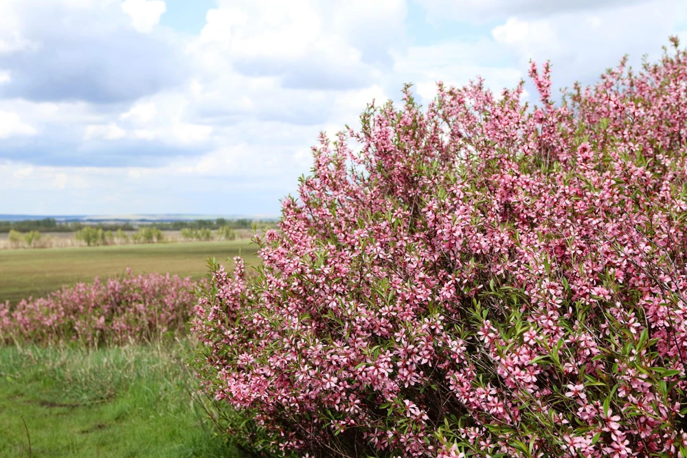 Dwarf Russian Almond Seeds - Prunus Tenella Rose Red Fragrant Shrub - 5 Seeds - Image 3