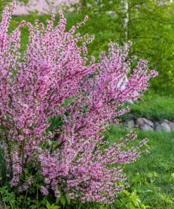 Dwarf Russian Almond Seeds - Prunus Tenella Rose Red Fragrant Shrub - 5 Seeds - Image 4