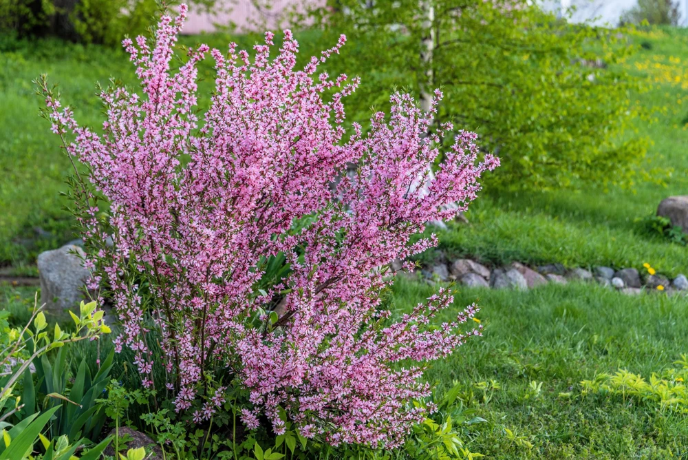 Dwarf Russian Almond Seeds - Prunus Tenella Rose Red Fragrant Shrub - 5 Seeds - Image 4