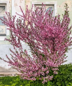 Dwarf Russian Almond Seeds - Prunus Tenella Rose Red Fragrant Shrub - 5 Seeds - Image 5