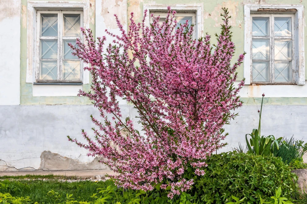 Dwarf Russian Almond Seeds - Prunus Tenella Rose Red Fragrant Shrub - 5 Seeds - Image 5