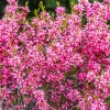 Dwarf Russian Almond Seeds - Prunus Tenella Rose Red Fragrant Shrub - 5 Seeds - Image 1