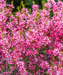 Dwarf Russian Almond Seeds - Prunus Tenella Rose Red Fragrant Shrub - 5 Seeds - Image 1