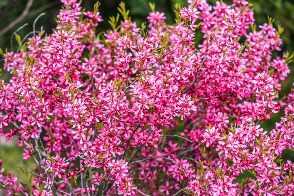 Dwarf Russian Almond Seeds - Prunus Tenella Rose Red Fragrant Shrub - 5 Seeds - Image 1