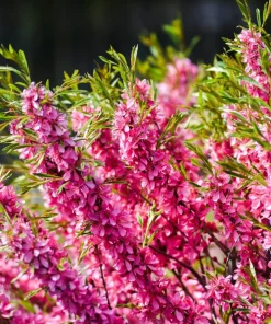 Dwarf Russian Almond Seeds - Prunus Tenella Rose Red Fragrant Shrub - 5 Seeds - Image 6