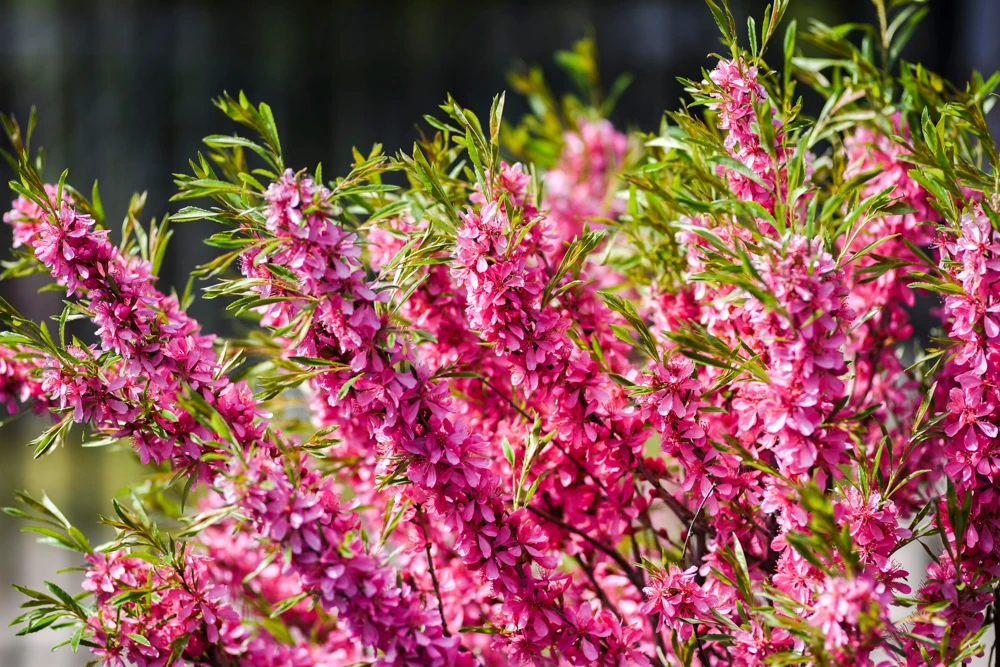 Dwarf Russian Almond Seeds - Prunus Tenella Rose Red Fragrant Shrub - 5 Seeds - Image 6