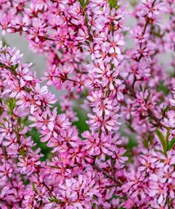 Dwarf Russian Almond Seeds - Prunus Tenella Rose Red Fragrant Shrub - 5 Seeds - Image 7
