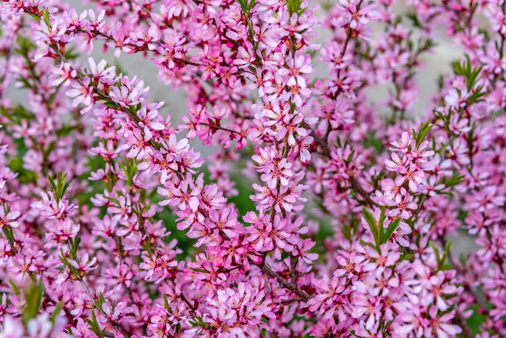 Dwarf Russian Almond Seeds - Prunus Tenella Rose Red Fragrant Shrub - 5 Seeds - Image 7