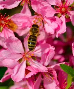 Dwarf Russian Almond Seeds - Prunus Tenella Rose Red Fragrant Shrub - 5 Seeds - Image 8