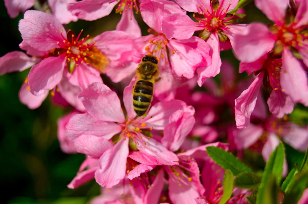 Dwarf Russian Almond Seeds - Prunus Tenella Rose Red Fragrant Shrub - 5 Seeds - Image 8