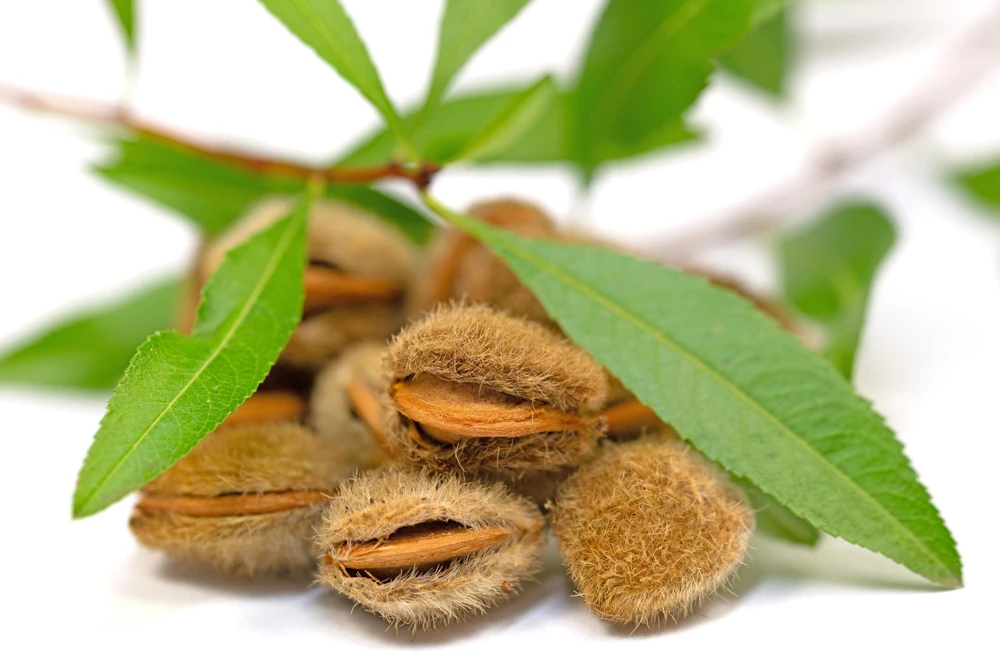 Dwarf Russian Almond Seeds - Prunus Tenella Rose Red Fragrant Shrub - 5 Seeds - Image 9