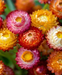 Dwarf Strawflower Seeds Mix - Helichrysum Bracteatum - 300 Seeds - Everlasting Blooms - Image 2