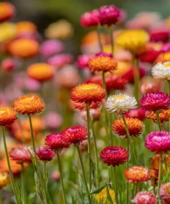 Dwarf Strawflower Seeds Mix - Helichrysum Bracteatum - 300 Seeds - Everlasting Blooms - Image 3