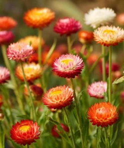 Dwarf Strawflower Seeds Mix - Helichrysum Bracteatum - 300 Seeds - Everlasting Blooms - Image 4