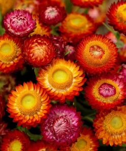 Dwarf Strawflower Seeds Mix - Helichrysum Bracteatum - 300 Seeds - Everlasting Blooms - Image 5