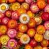 Dwarf Strawflower Seeds Mix - Helichrysum Bracteatum - 300 Seeds - Everlasting Blooms - Image 1