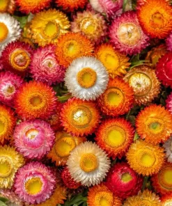 Dwarf Strawflower Seeds Mix - Helichrysum Bracteatum - 300 Seeds - Everlasting Blooms - Image 1