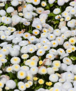Dwarf White English Daisy Seeds - Bellis Perennis Flower Seeds - 500 Count - Hardy Perennial - Image 2