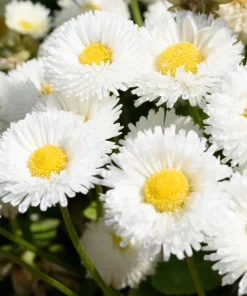 Dwarf White English Daisy Seeds - Bellis Perennis Flower Seeds - 500 Count - Hardy Perennial - Image 3