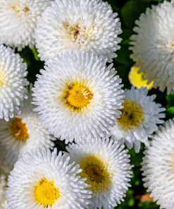 Dwarf White English Daisy Seeds - Bellis Perennis Flower Seeds - 500 Count - Hardy Perennial - Image 4