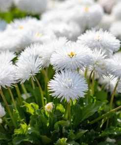 Dwarf White English Daisy Seeds - Bellis Perennis Flower Seeds - 500 Count - Hardy Perennial - Image 5