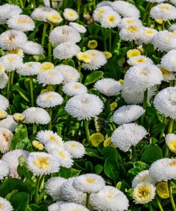 Dwarf White English Daisy Seeds - Bellis Perennis Flower Seeds - 500 Count - Hardy Perennial - Image 6