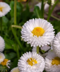 Dwarf White English Daisy Seeds - Bellis Perennis Flower Seeds - 500 Count - Hardy Perennial - Image 7