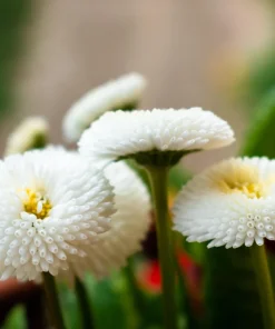 Dwarf White English Daisy Seeds - Bellis Perennis Flower Seeds - 500 Count - Hardy Perennial - Image 8