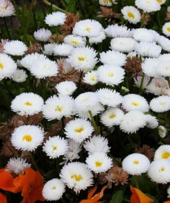 Dwarf White English Daisy Seeds - Bellis Perennis Flower Seeds - 500 Count - Hardy Perennial - Image 9