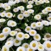 Dwarf White English Daisy Seeds - Bellis Perennis Flower Seeds - 500 Count - Hardy Perennial - Image 1