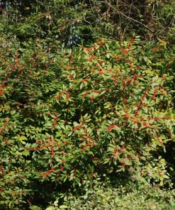 Dwarf Winterberry Holly Nana Red Sprite Live Plant – 12-16+ Inches Tall – Outdoor Shrub - Image 2