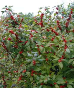 Dwarf Winterberry Holly Nana Red Sprite Live Plant 12-16+ Inches Tall - Image 3