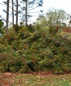 Dwarf Winterberry Holly Nana Red Sprite Live Plant 12-16+ Inches Tall - Image 4