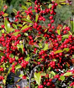 Dwarf Winterberry Holly Nana Red Sprite Live Plant 12-16+ Inches - Image 5
