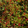 Dwarf Winterberry Holly Nana Red Sprite Live Plant 12-16+ Inches Tall - Image 1