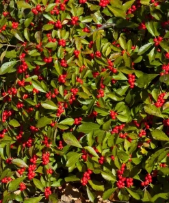 Dwarf Winterberry Holly Nana Red Sprite Live Plant 12-16+ Inches Tall - Image 1