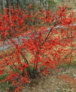 Dwarf Winterberry Holly Nana Red Sprite Live Plant 12-16+ Inches Tall - Image 6