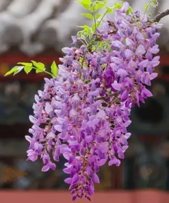 Dwarf Wisteria Live Plant, Purple Flowering Vine, 7-14