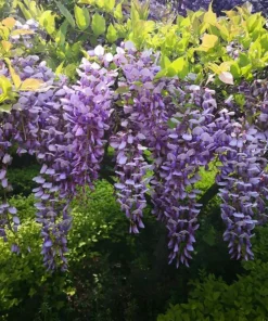 Dwarf Wisteria Live Plant, Purple Flowering Vine, 7-14