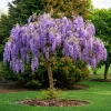 Dwarf Wisteria Live Plant, Purple Flowering Vine, 7-14" Tall in 2.5" Pot - Image 1