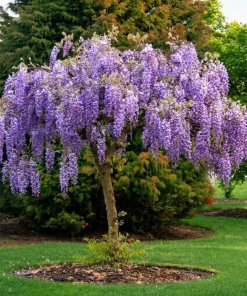 Dwarf Wisteria Live Plant, Purple Flowering Vine, 7-14" Tall in 2.5" Pot - Image 1