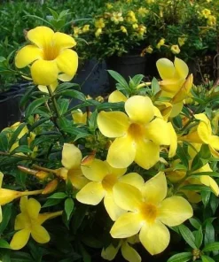 Dwarf Yellow Allamanda Live Plants - 2 Pack, 4-6 Inches Tall, Bright Blooms - Image 2