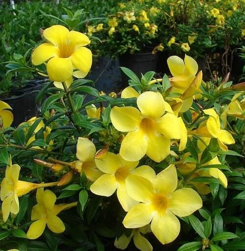 Dwarf Yellow Allamanda Live Plants - 2 Pack, 4-6 Inches Tall, Bright Blooms - Image 2