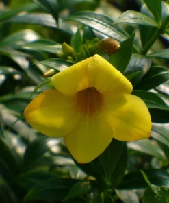 Dwarf Yellow Allamanda Live Plants - 2 Pack, 4-6 Inches Tall, Bright Blooms - Image 3